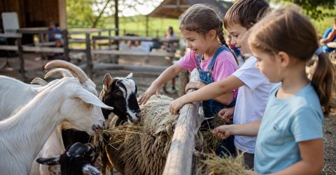 Fattorie didattiche: le più belle da visitare con i bambini